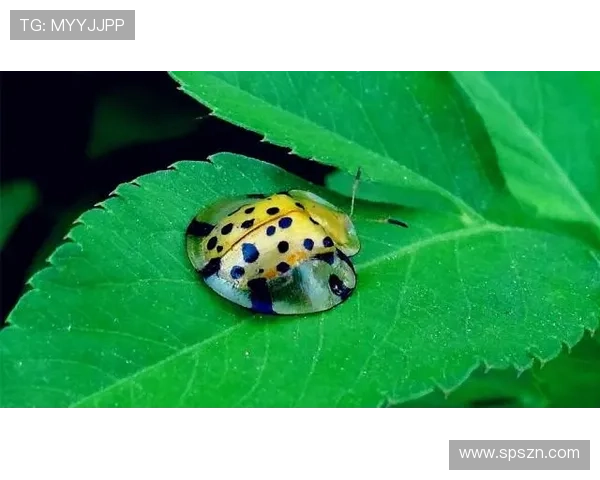 姹熻嫃濂虫帓鍓戞寚鍗啎锛侀潚鏄ラ鏆村腑鍗锋帓鍧涳紝娌触璞己鎴愭嫤璺檸 姹熻嫃濂虫帓鍓戞寚鍗啎锛侀潚鏄ラ鏆村腑鍗锋帓鍧涳紝娌触璞己鎴愭嫤璺檸